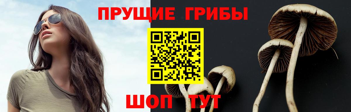 Псилоцибиновые грибы Cubensis Тихорецк